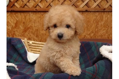 成約済の宮城県のトイプードル-134193の1枚目